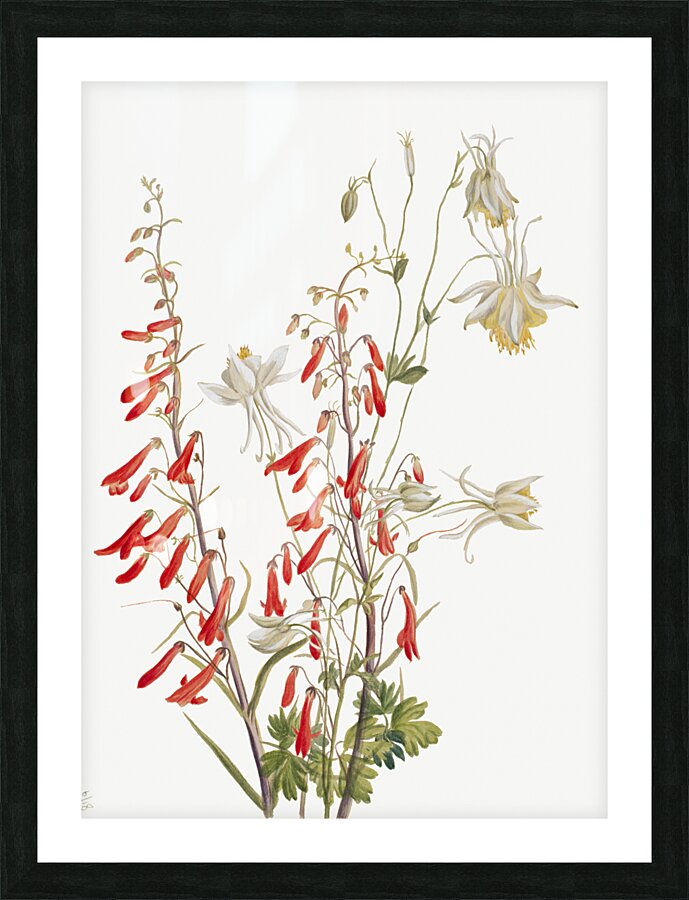 Flower Study 1883–1900 Picture Frame print