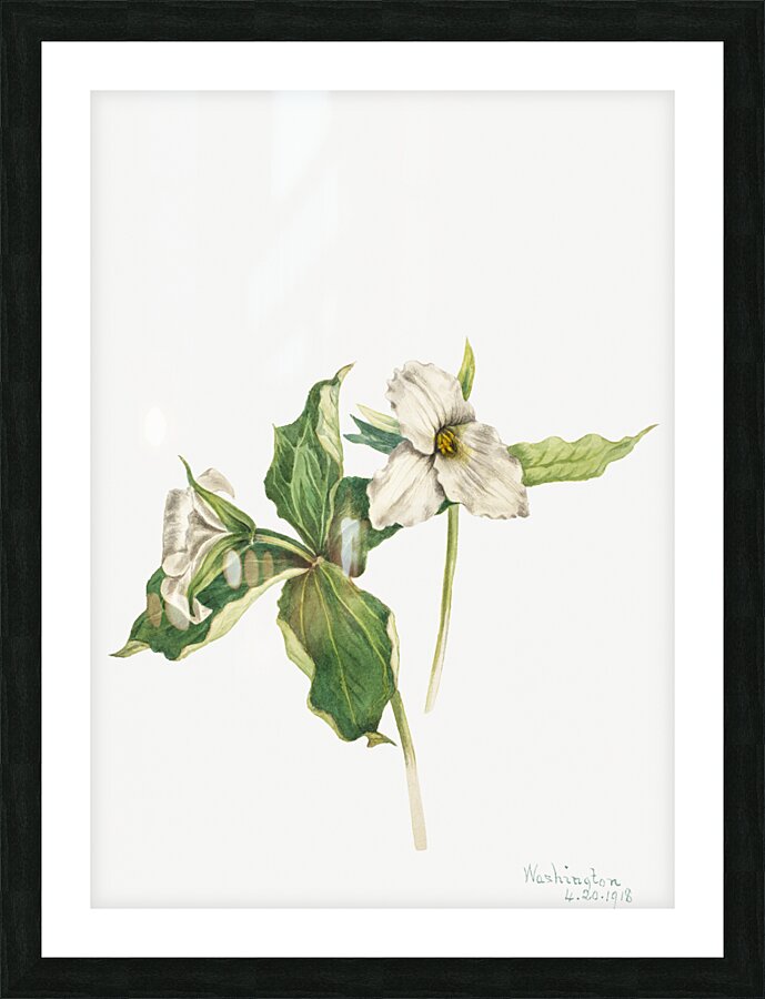 Wake–Robin Trillium grandiflorum 1918 Picture Frame print