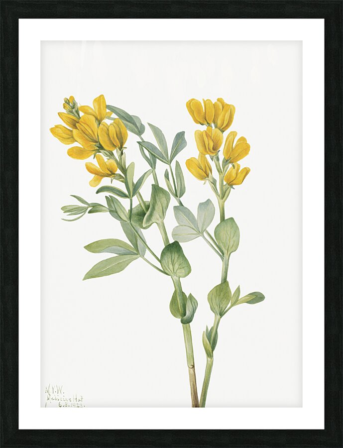 Goldenpea Thermopsis rhombifolia 1923 Picture Frame print