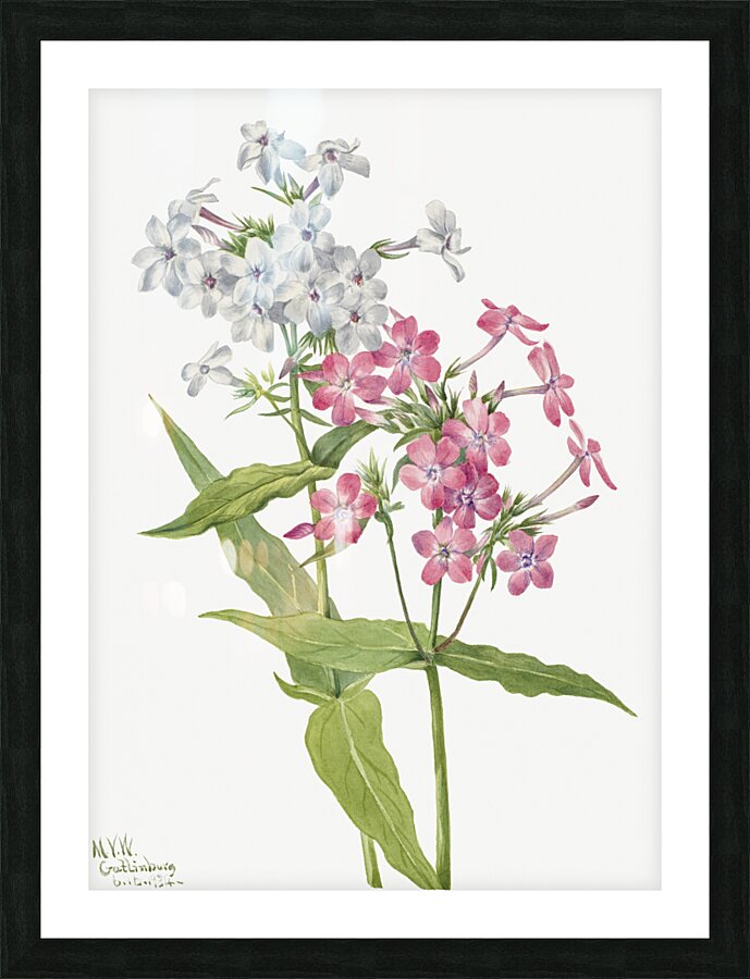 Perennial Phlox Phlox paniculata 1934 Picture Frame print
