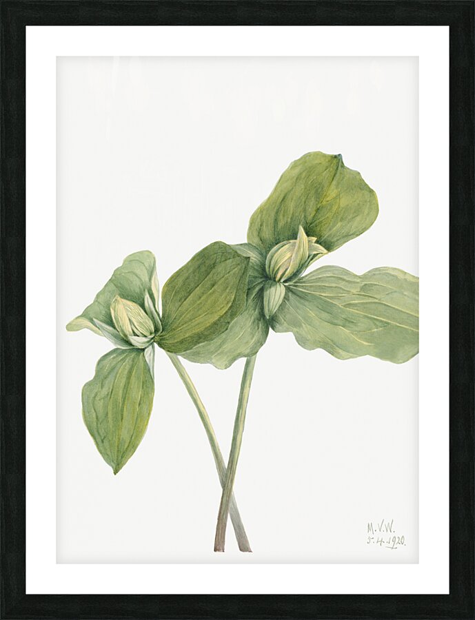 Toad Trillium Trillium sessile 1920 Picture Frame print