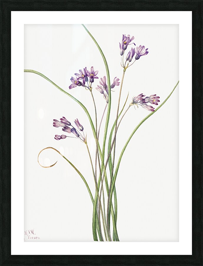 Wild Hyacinth Brodiaea pulchella 1927 Picture Frame print