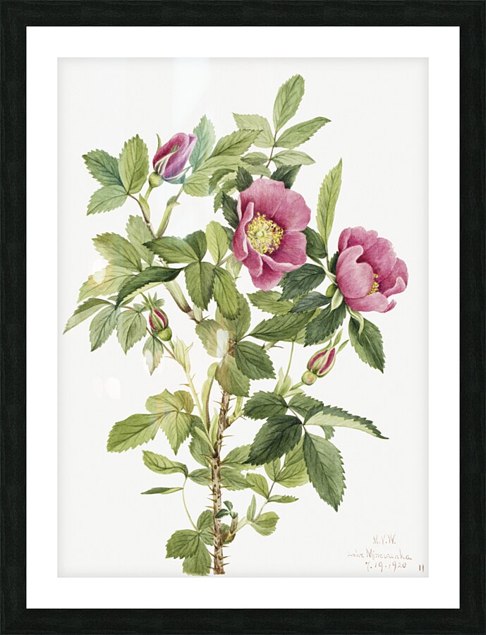 Bourgeau Rose Rosa bourgeauiana 1920 Picture Frame print