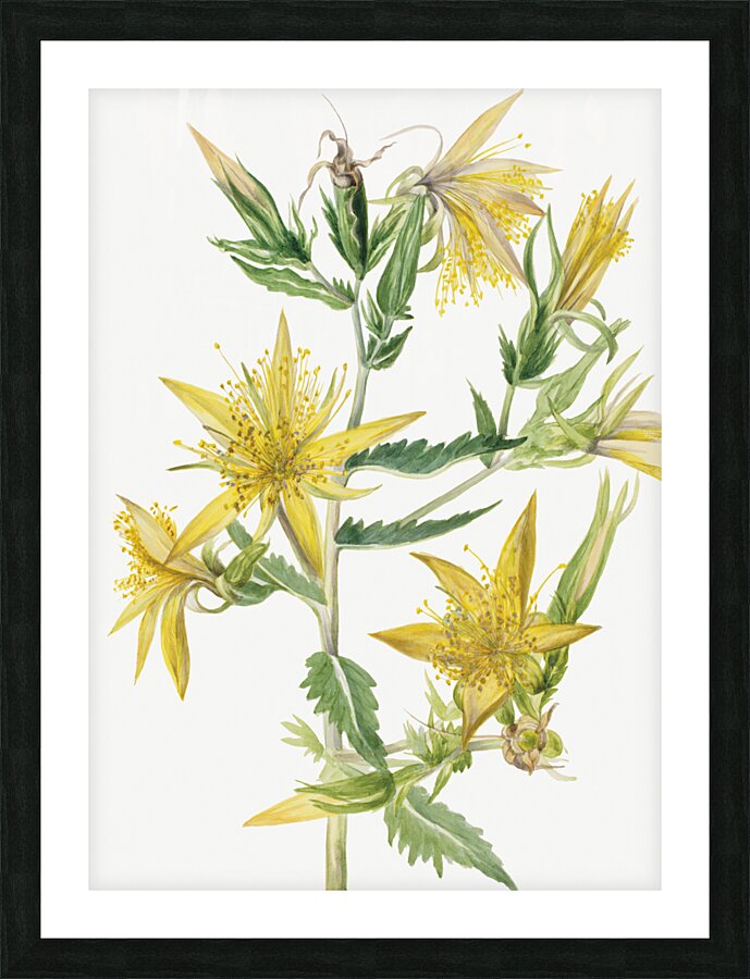 Blazing Star Mentzelia laevicaulis 1930 Picture Frame print