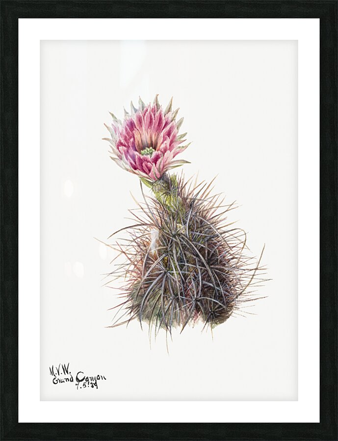 Cucumber cactus 1939 Picture Frame print