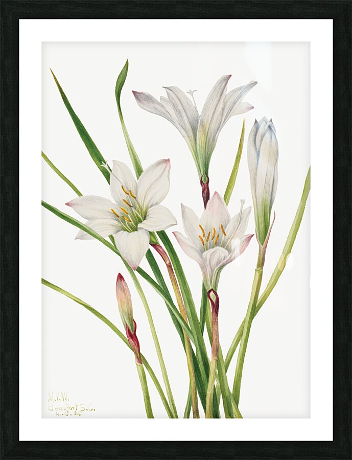 Atamasco Lily Atamosco atamasco 1925 Picture Frame print