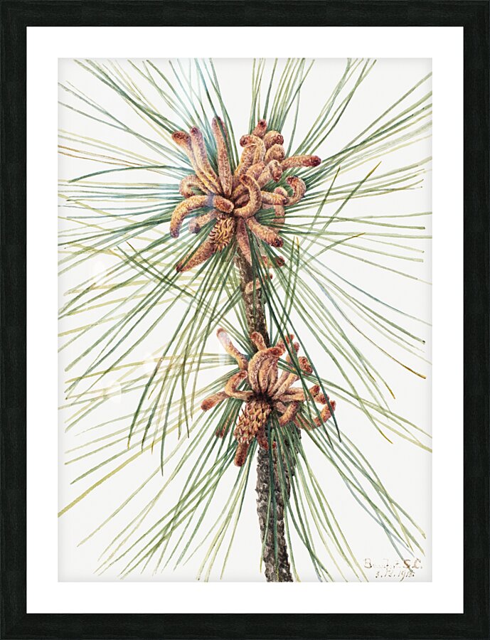 Large Purple Fringe–Orchid Habenaria grandiflora 1926 Picture Frame print