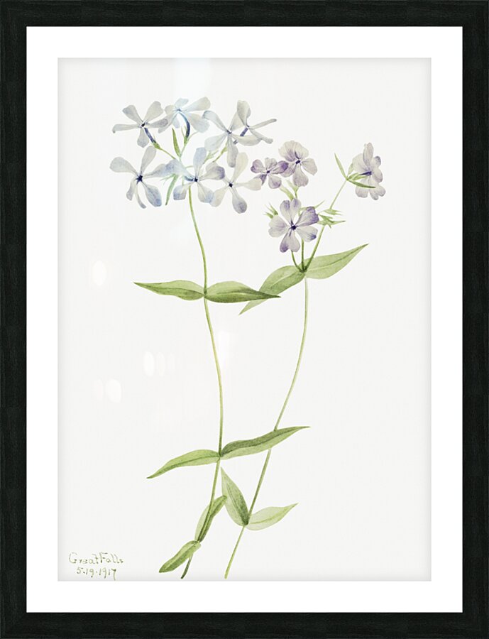 Blue Phlox Phlox divaricata 1917 Picture Frame print