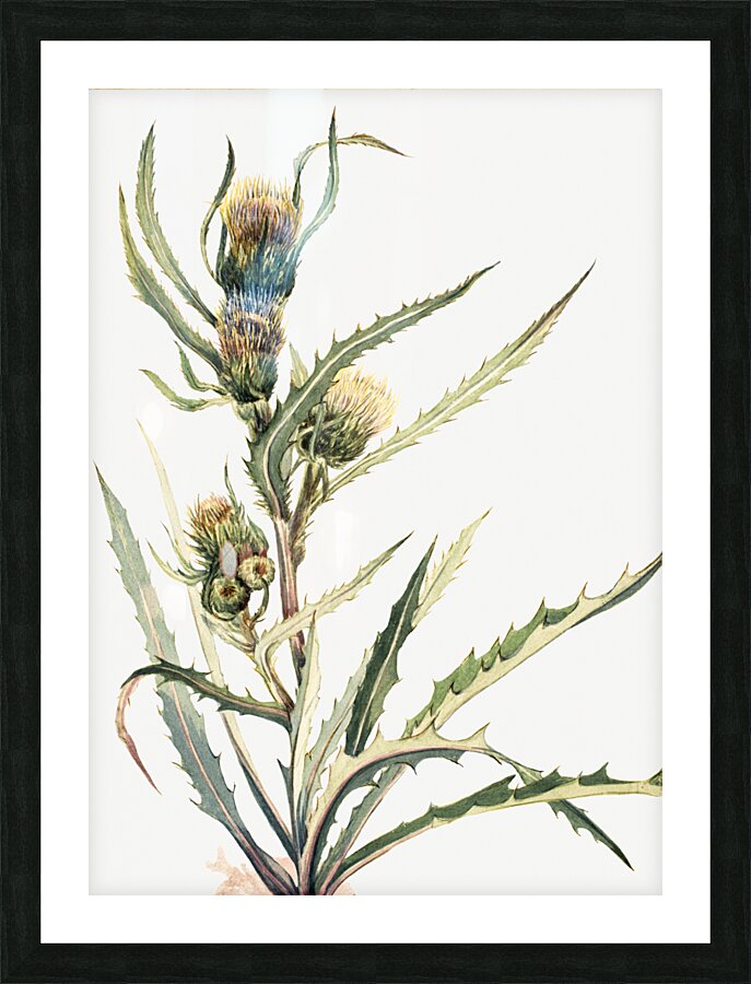 White Thistle Cirsium hookeranum Picture Frame print