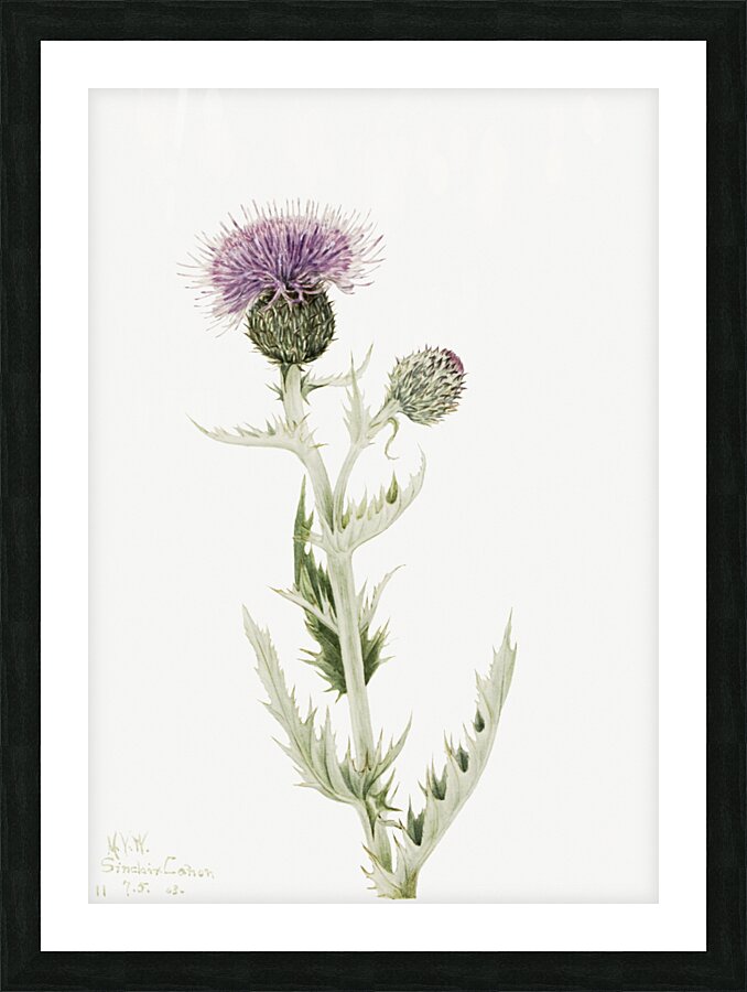 Prairie Thistle Cirsium undulatum 1923 Picture Frame print