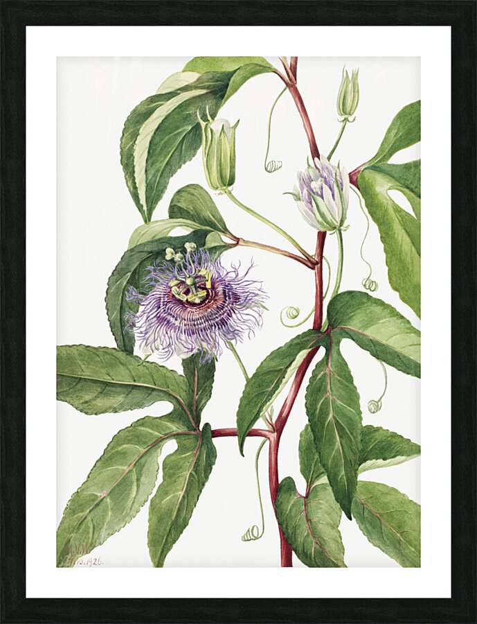 Maypop Passiflora incarnata 1926 Picture Frame print