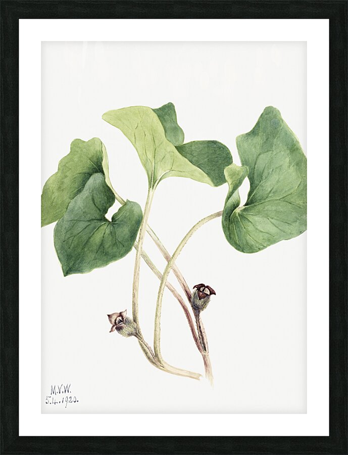 Maypop Passiflora incarnata 1926 Picture Frame print