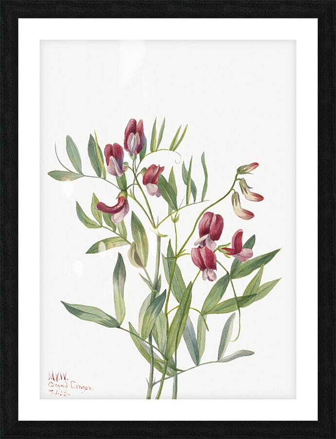 Wild Pea Lathyrus decaphyllus 1938 Picture Frame print
