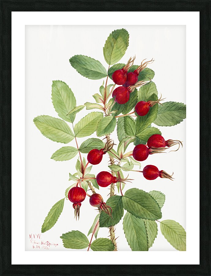 Bourgeau Rose Rosa bourgeauiana 1920 Picture Frame print