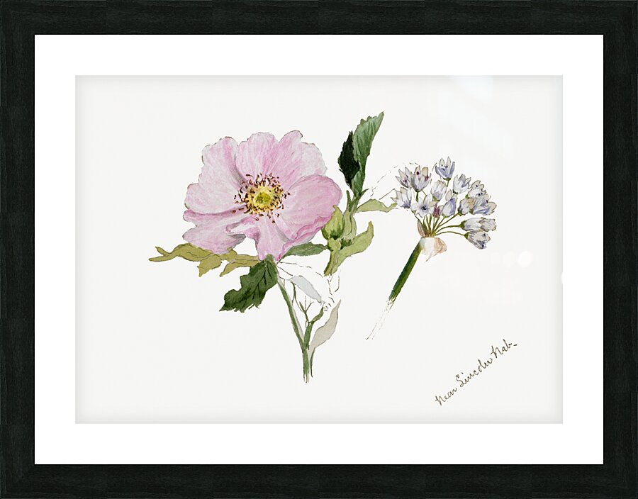 Flower Study 1876–1878 Picture Frame print