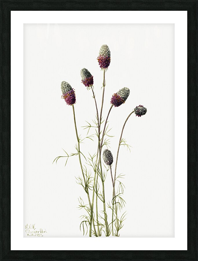 Purple Prairieclover Petalostemon purpureum 1927 Picture Frame print