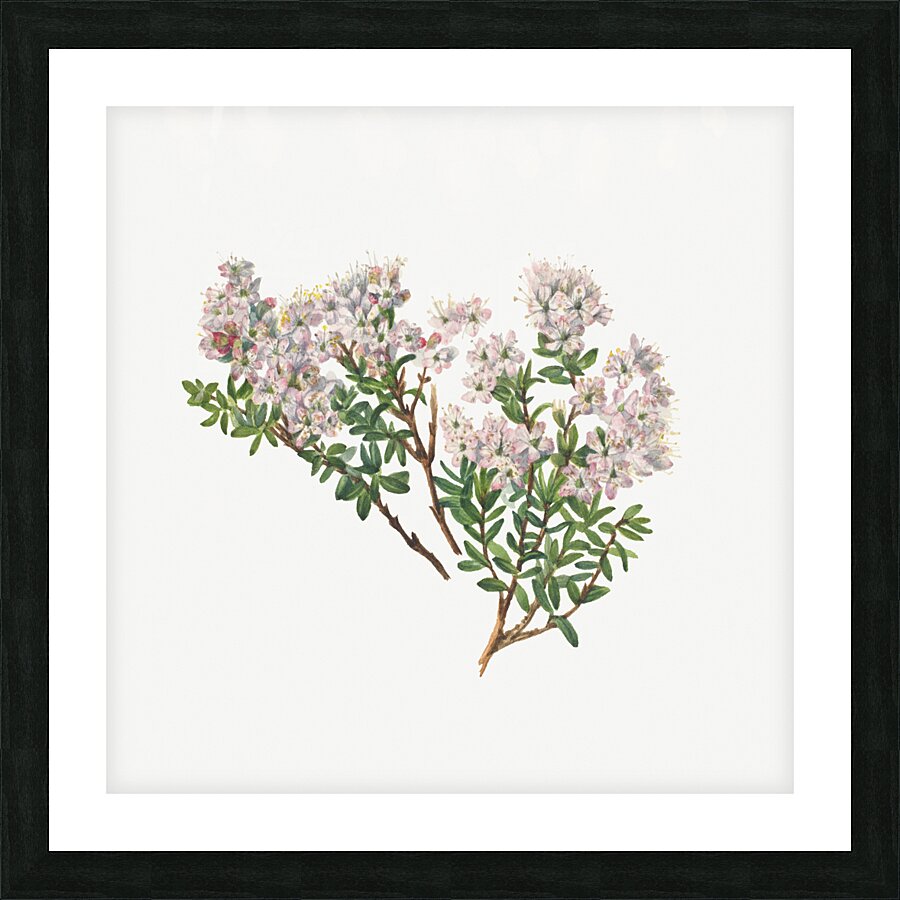 Sand Myrtle Leiophyllum lyoni 1930  Picture Frame print