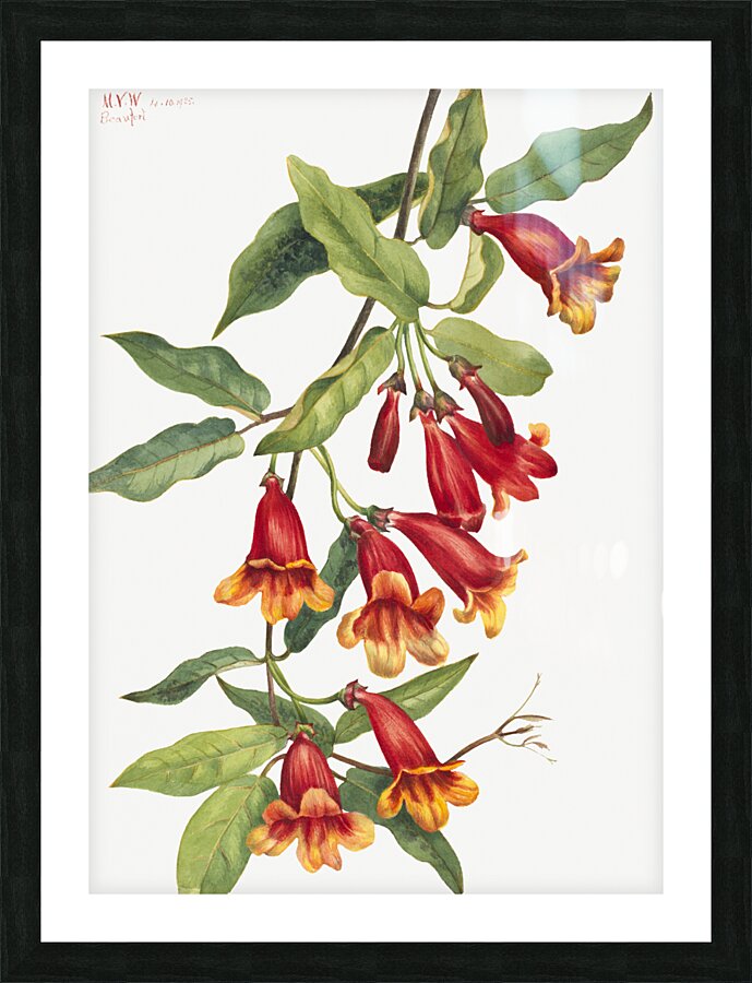 Crossvine Anisostichus capreolatus 1925 Picture Frame print