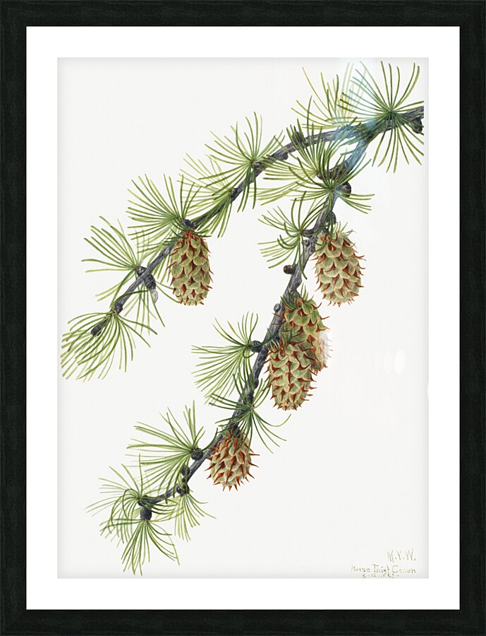 Western Larch Larix occidentalis 1923 Picture Frame print