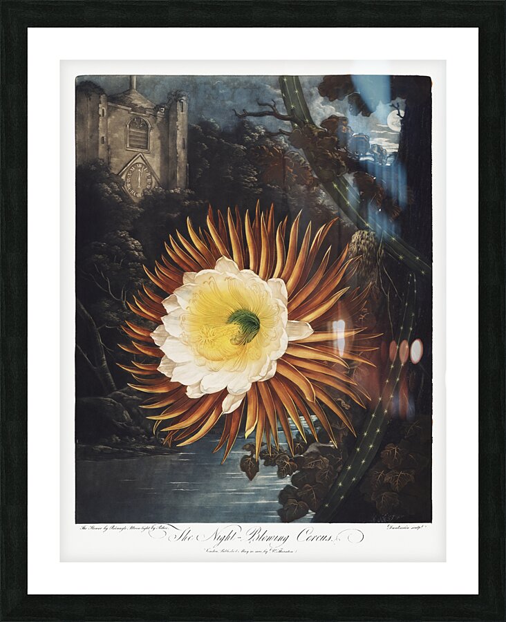 The Night–Blowing Cereus Picture Frame print
