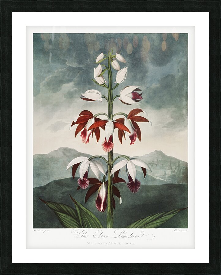 The Chinese Limodoron Picture Frame print