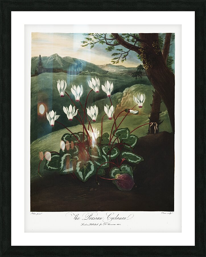 The Persian Cyclamen  Picture Frame print
