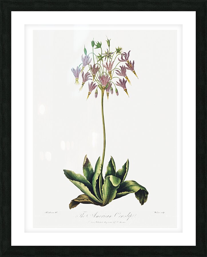 The American Cowslip Picture Frame print