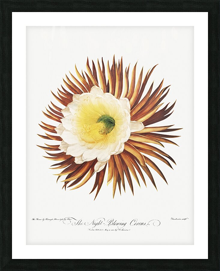 The Night–Blowing Cereus Picture Frame print