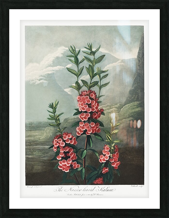 The Narrow–Leaved Kalmia Picture Frame print