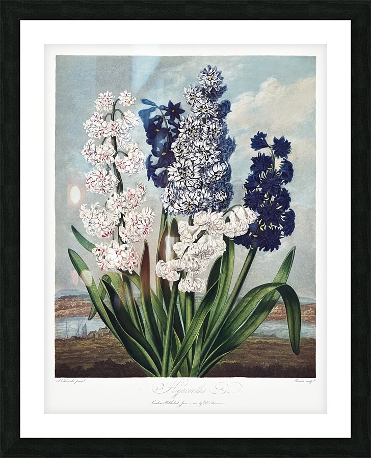 The Narrow–Leaved Kalmia Picture Frame print