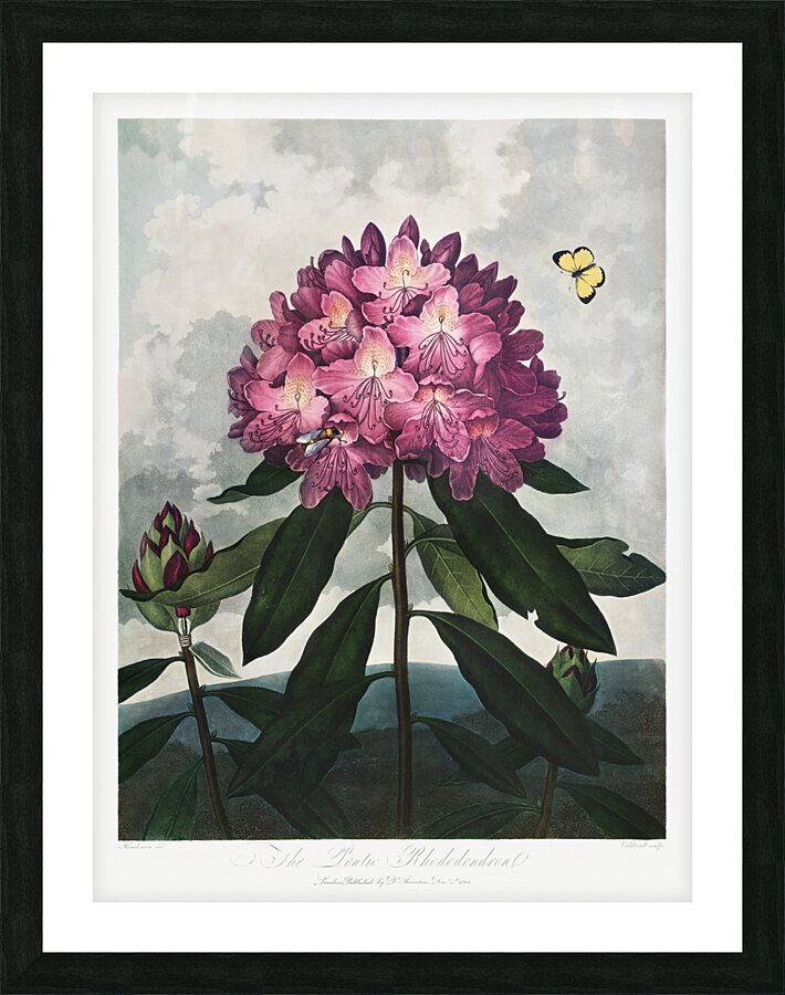 The Pontic Rhododendron Picture Frame print