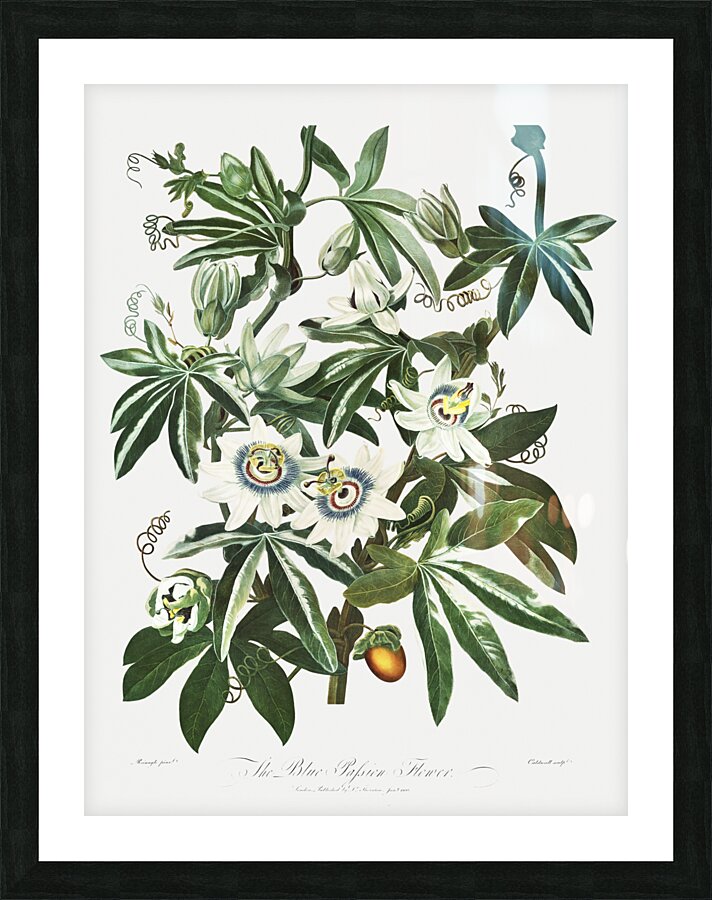 Cupid Inspiring Plants with Love Picture Frame print