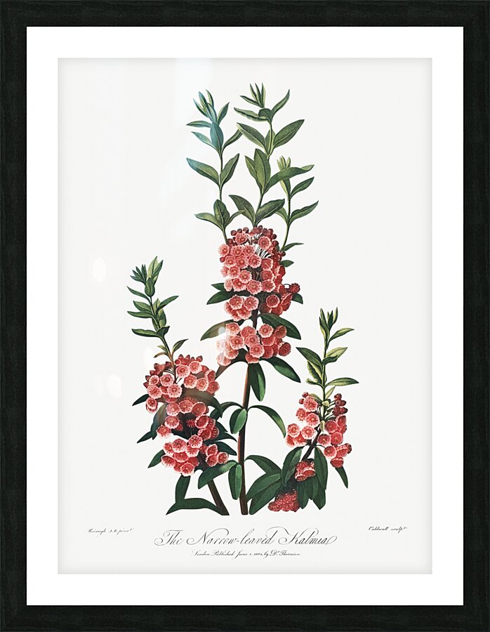 The Narrow–Leaved Kalmia Picture Frame print