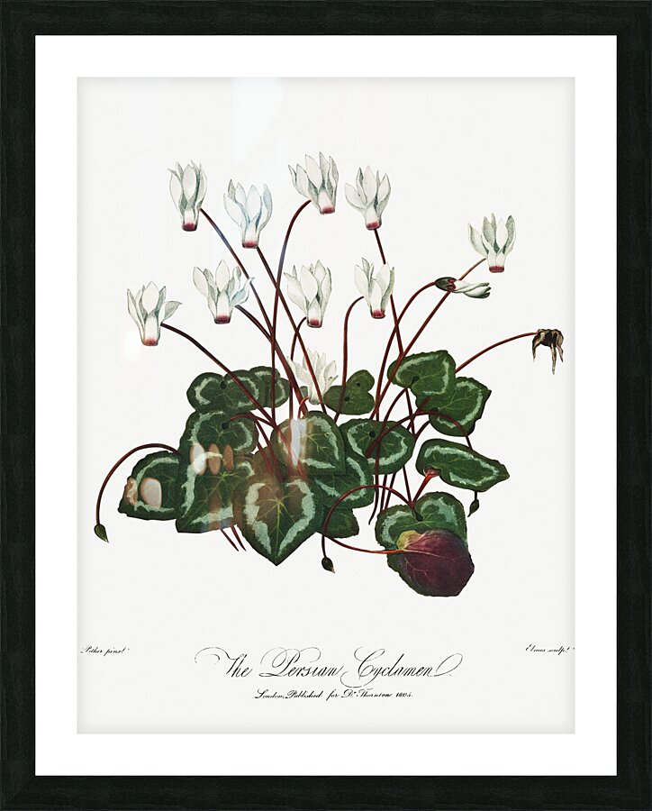 The Narrow–Leaved Kalmia Picture Frame print