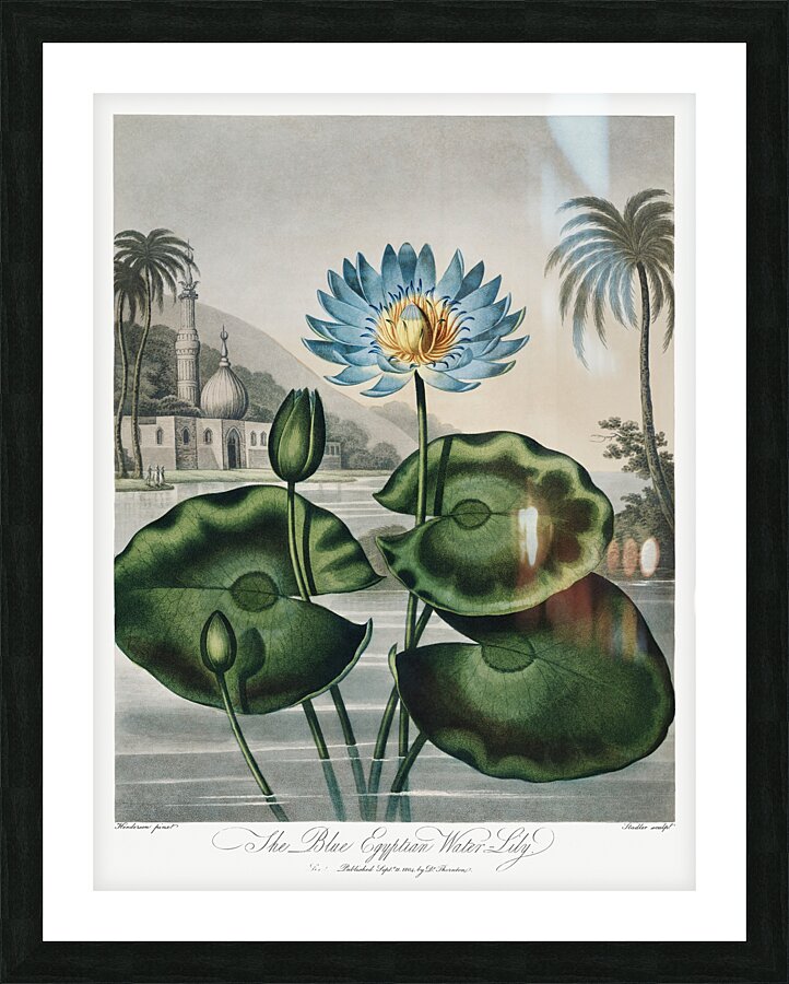 The Blue Egyptian Water-Lily Picture Frame print