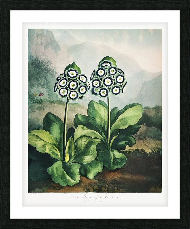 A Group of Auriculas Picture Frame print