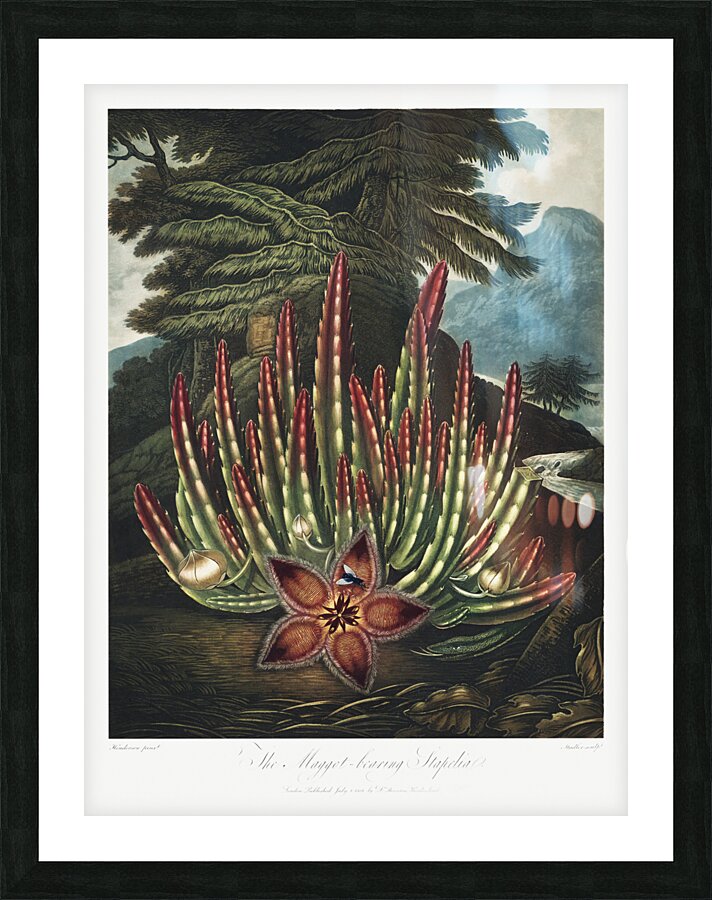 The Maggot–Bearing Stapelia Impression et Cadre photo
