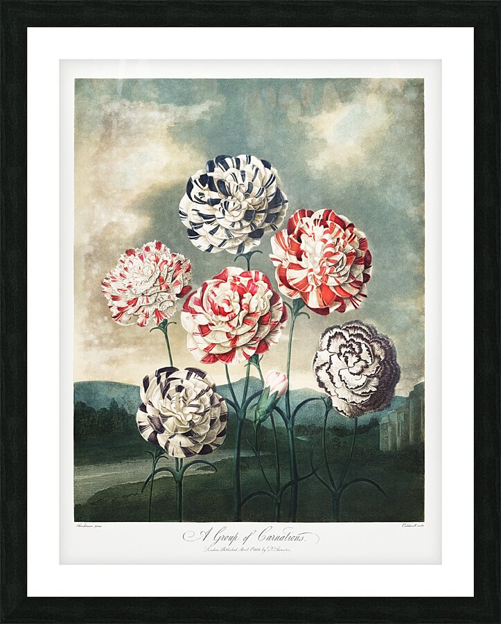 A Group of Carnations Picture Frame print