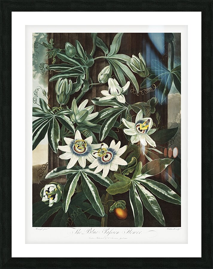 The Passiflora Cerulea Picture Frame print