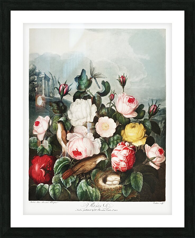 Roses Picture Frame print