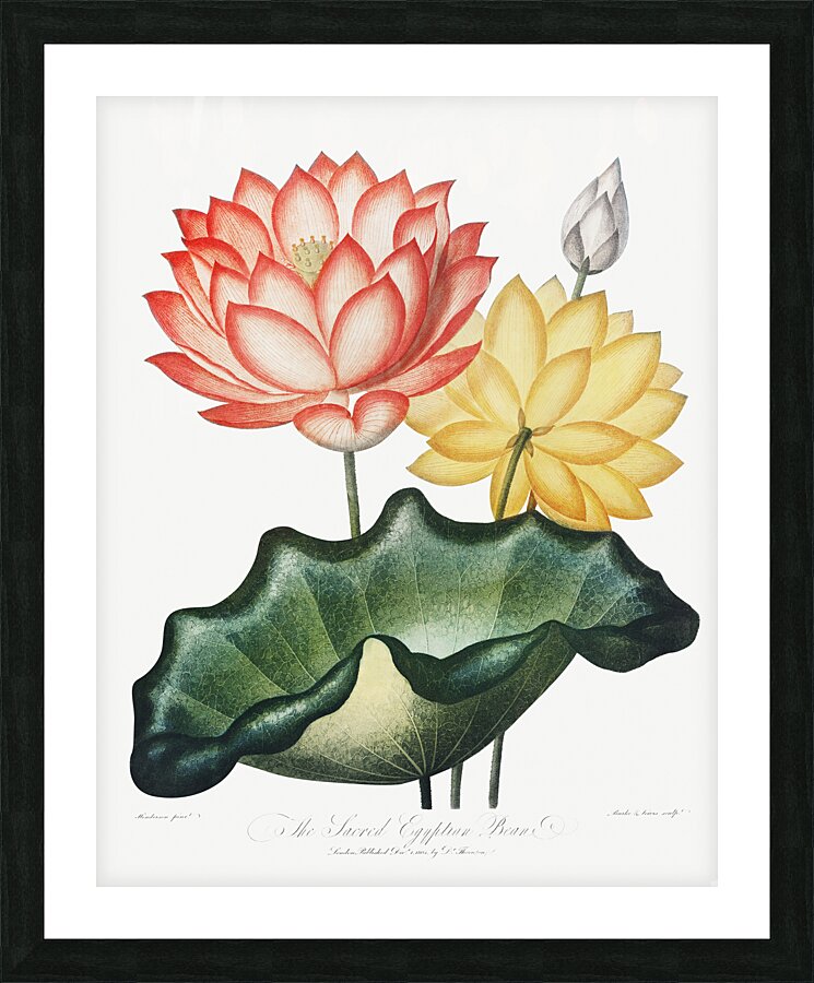 The Sacred Egyptian Bean Picture Frame print