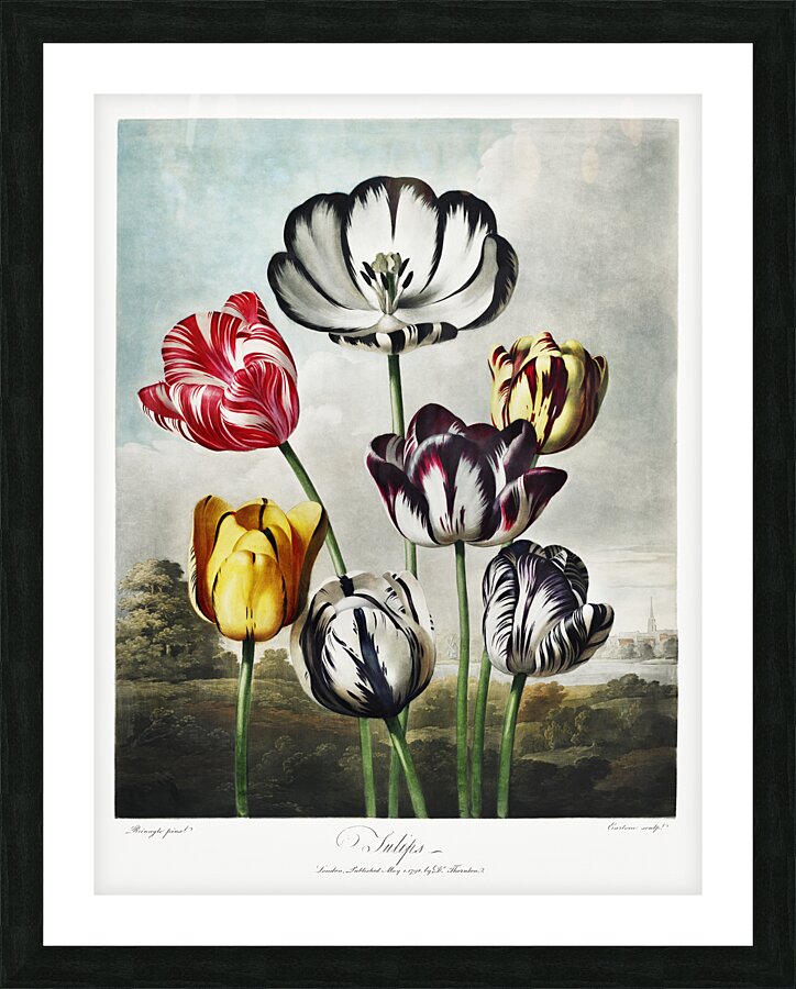 Tulips  Picture Frame print