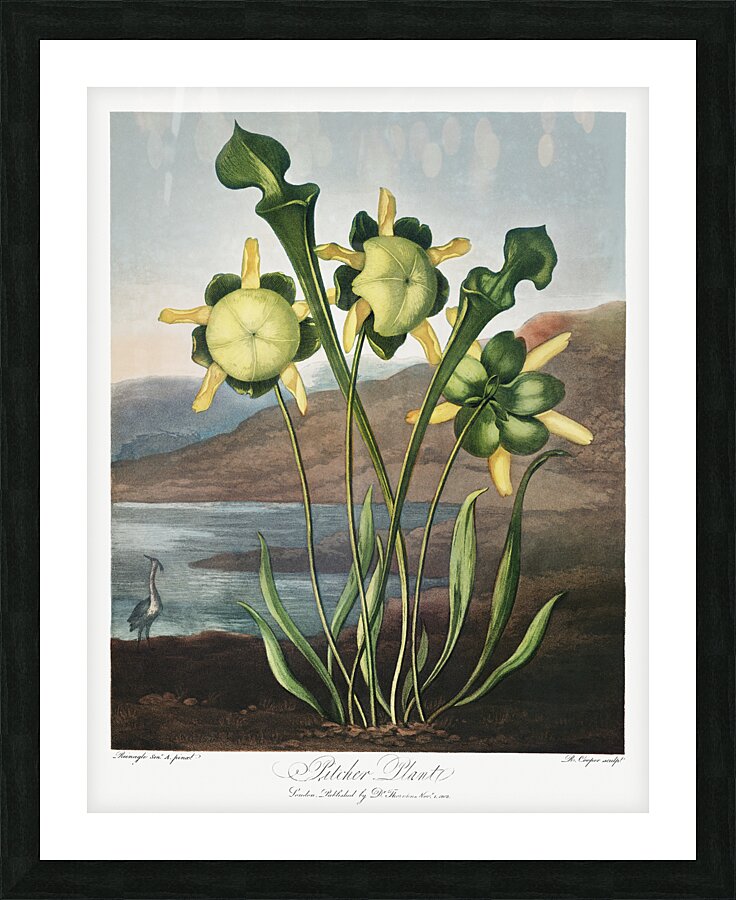 Pitcher Plant  Picture Frame print