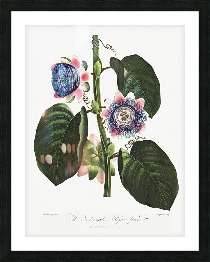 The Quadrangular Passion Flower  Picture Frame print