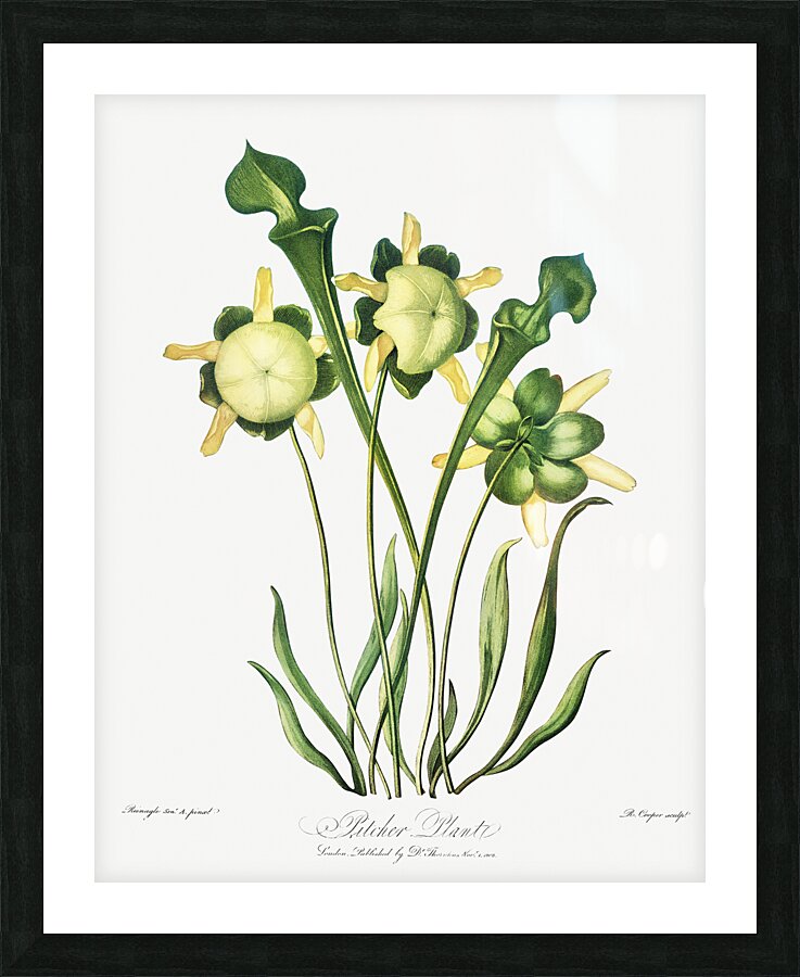 Pitcher Plant Picture Frame print