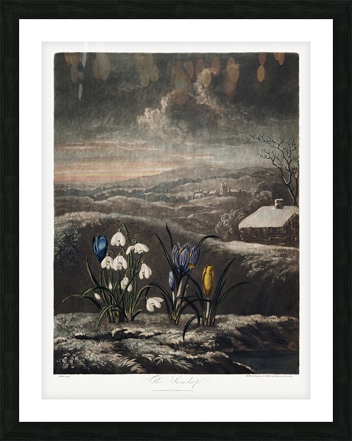 The Snowdrops Picture Frame print