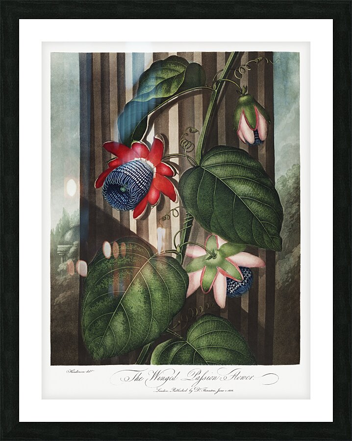 The Winged Passion-Flower Picture Frame print