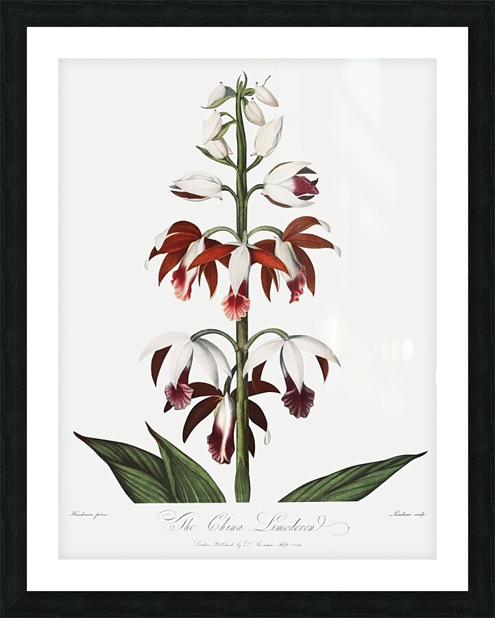 The Chinese Limodoron  Picture Frame print