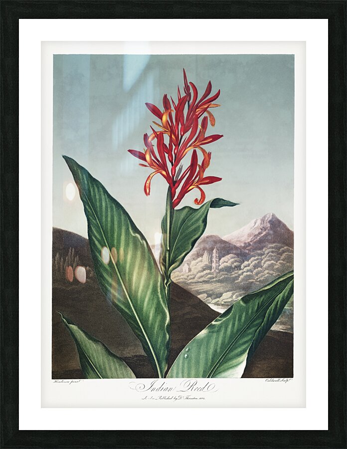 Indian Reed  Picture Frame print