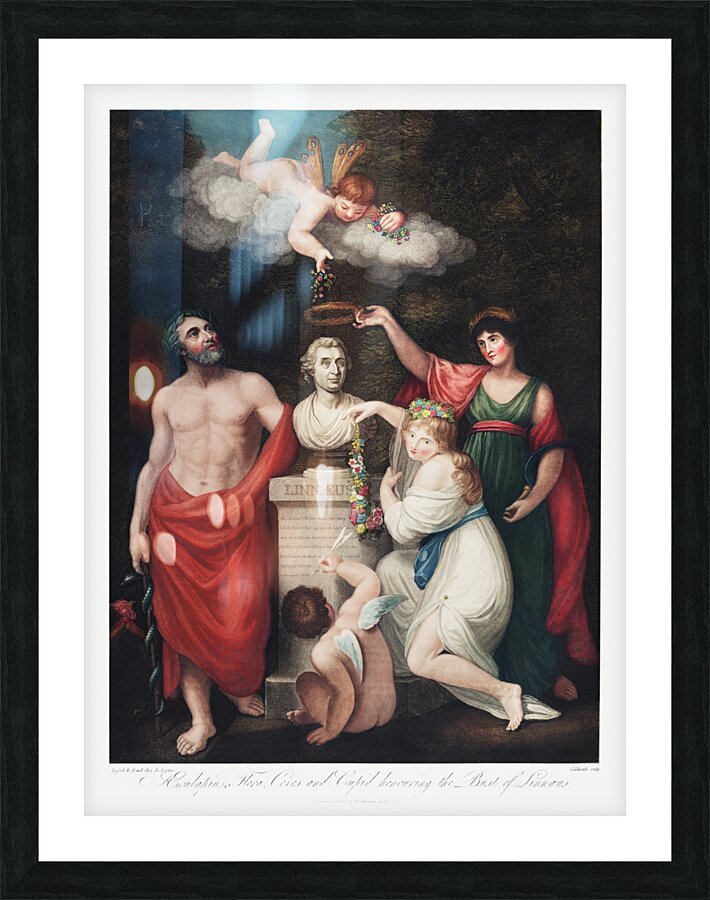 Flora Aesculapius Ceres with Cupid Honoring the Bust of Linnaeus Picture Frame print